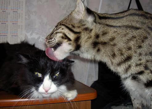 神迹,当红灯熄灭,哈登重写宇宙秩序