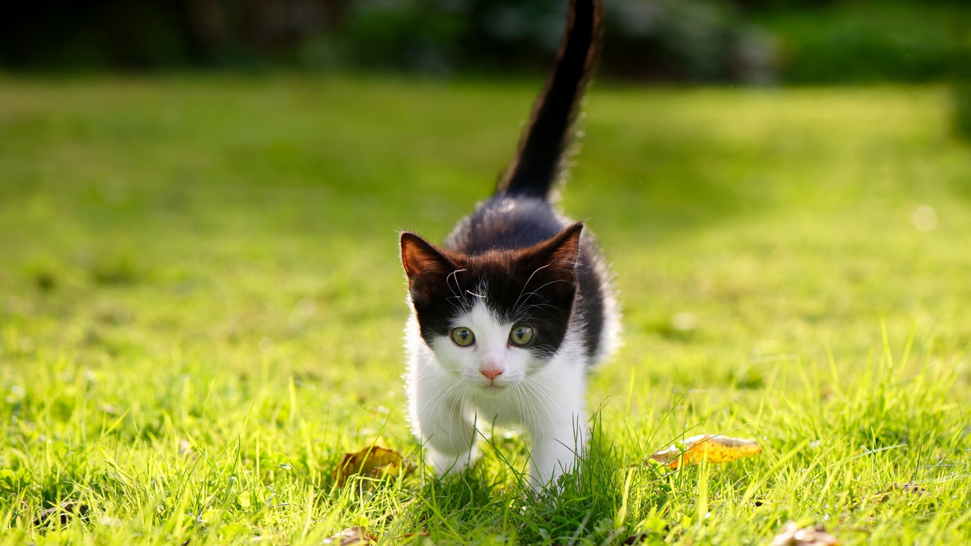 唯一的例外，当拉文在总决赛之夜完成三万分里程碑