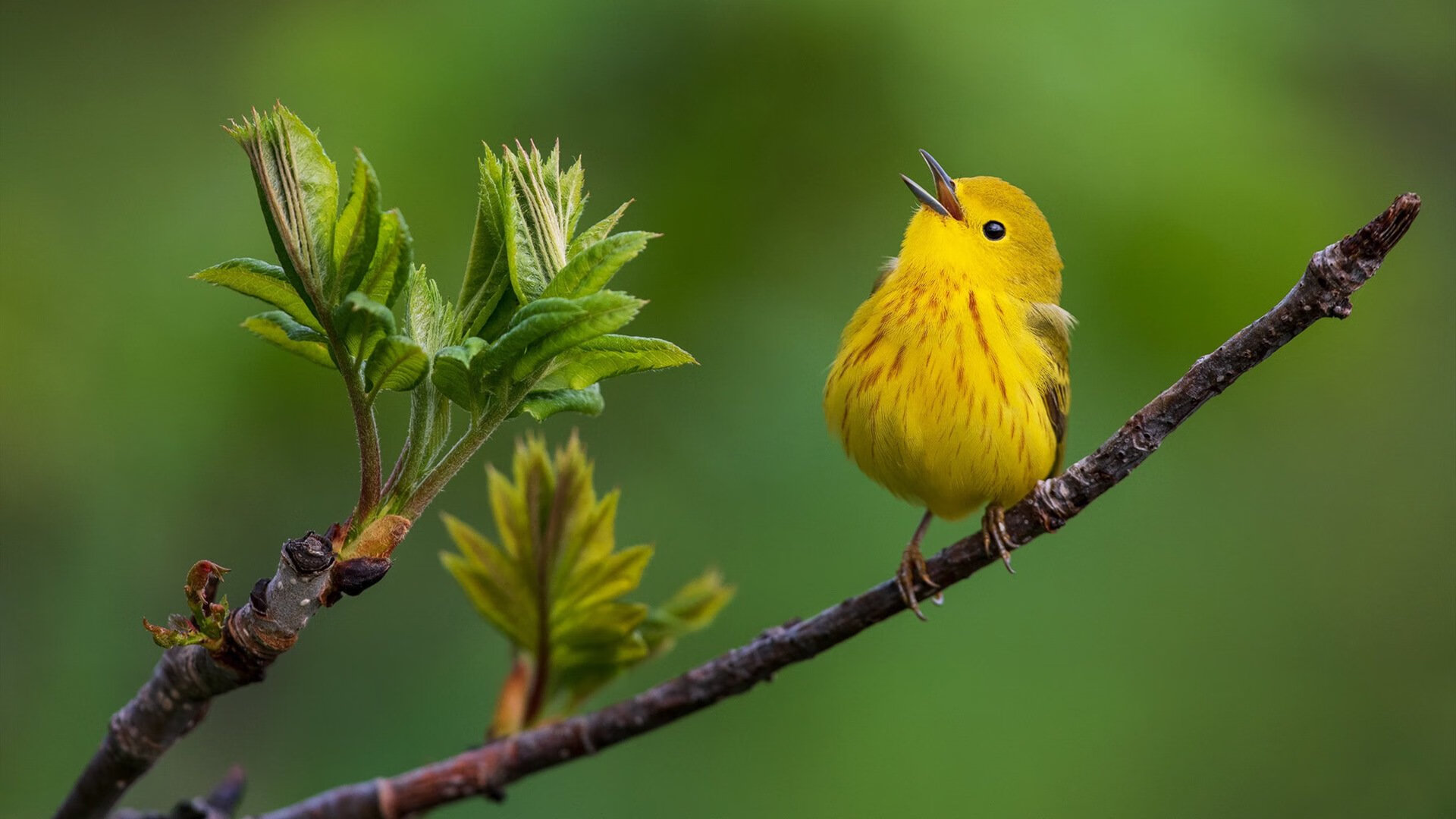 凯塞多接管街道赛，西班牙足球式防守在F1赛道的完美演绎