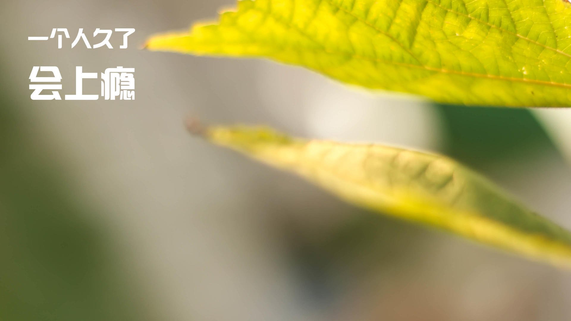 铁壁封锁！灰熊全面压制老鹰 小贾伦化身关键奇兵破晓