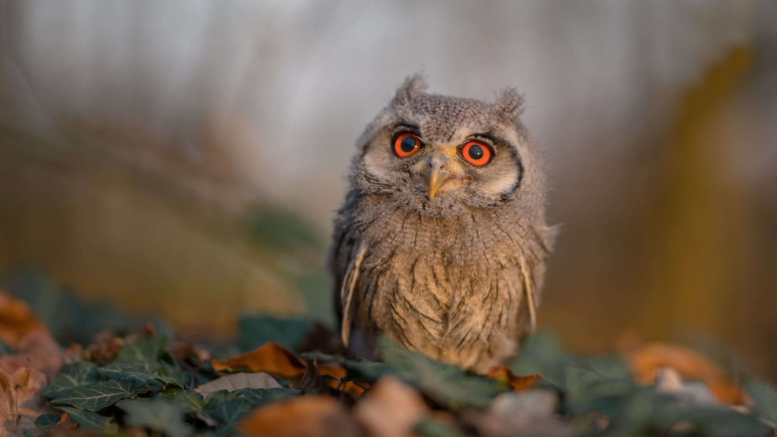 解剖课上的无情教案，浙江队如何用教科书式防守肢解哈登体系