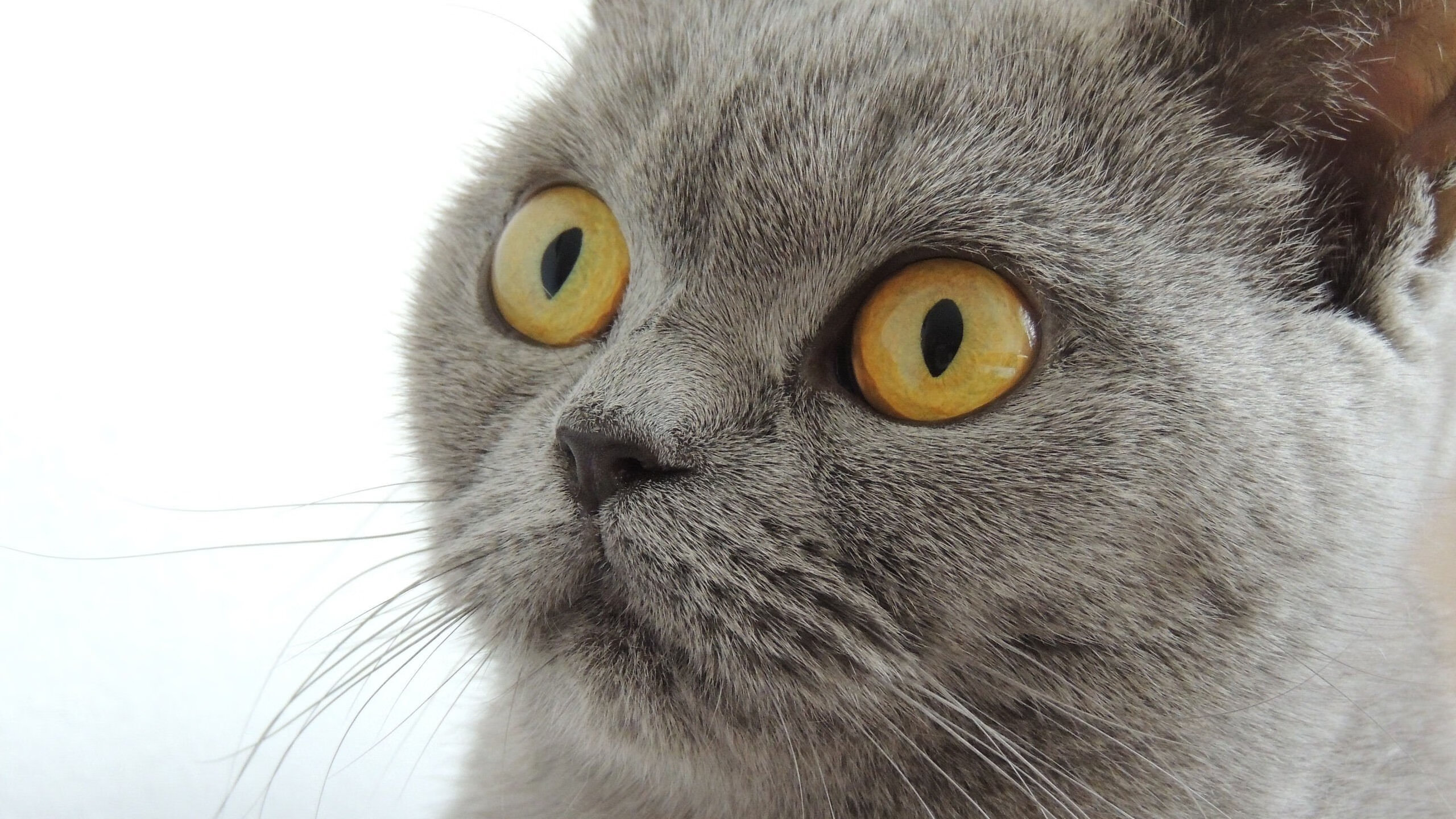 抢七之夜的时光针脚，三笘薰编织的不仅是胜利，更是一种足球哲学