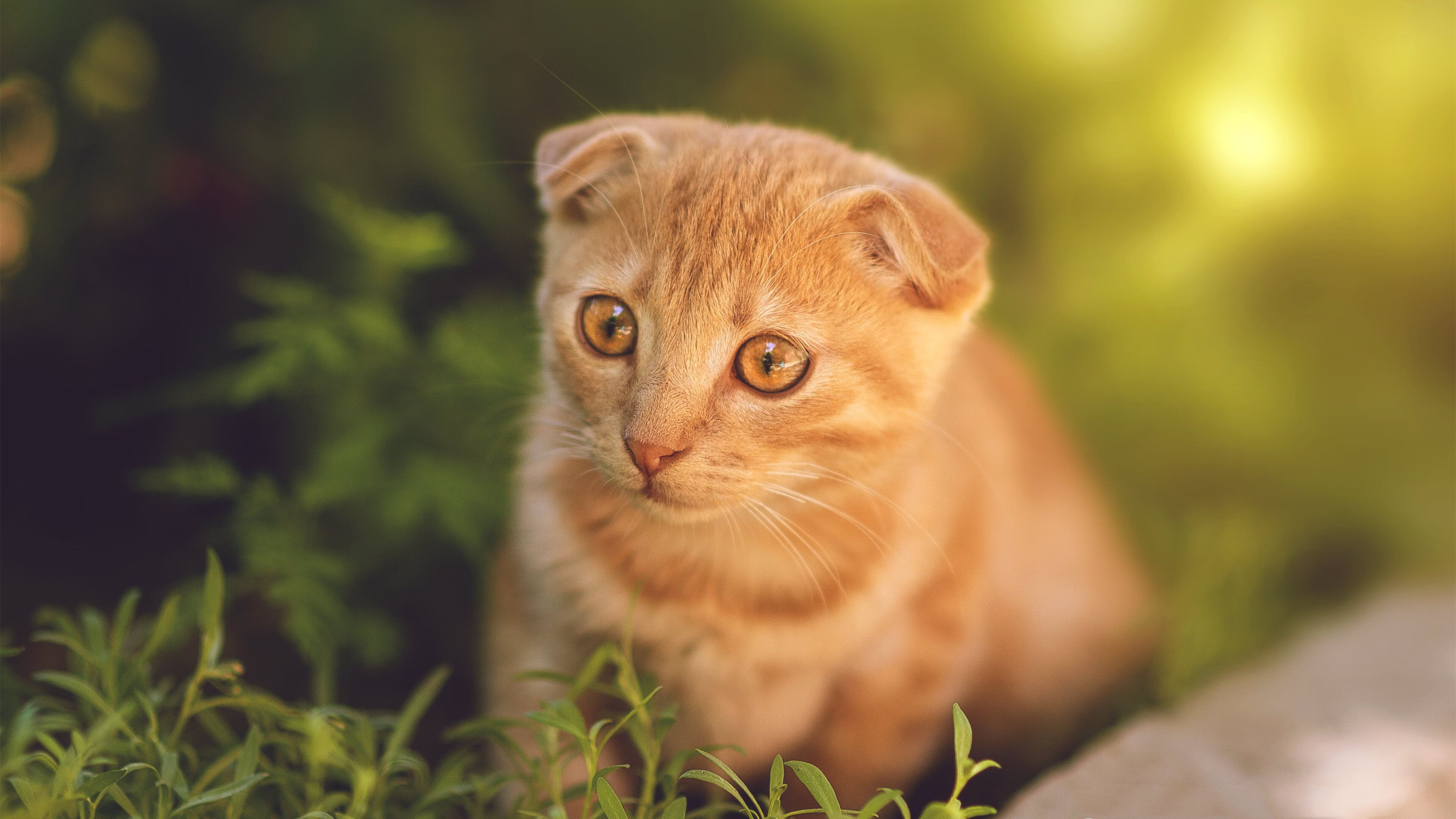 金色刺杀者，当托马斯·穆勒潜入南美战火