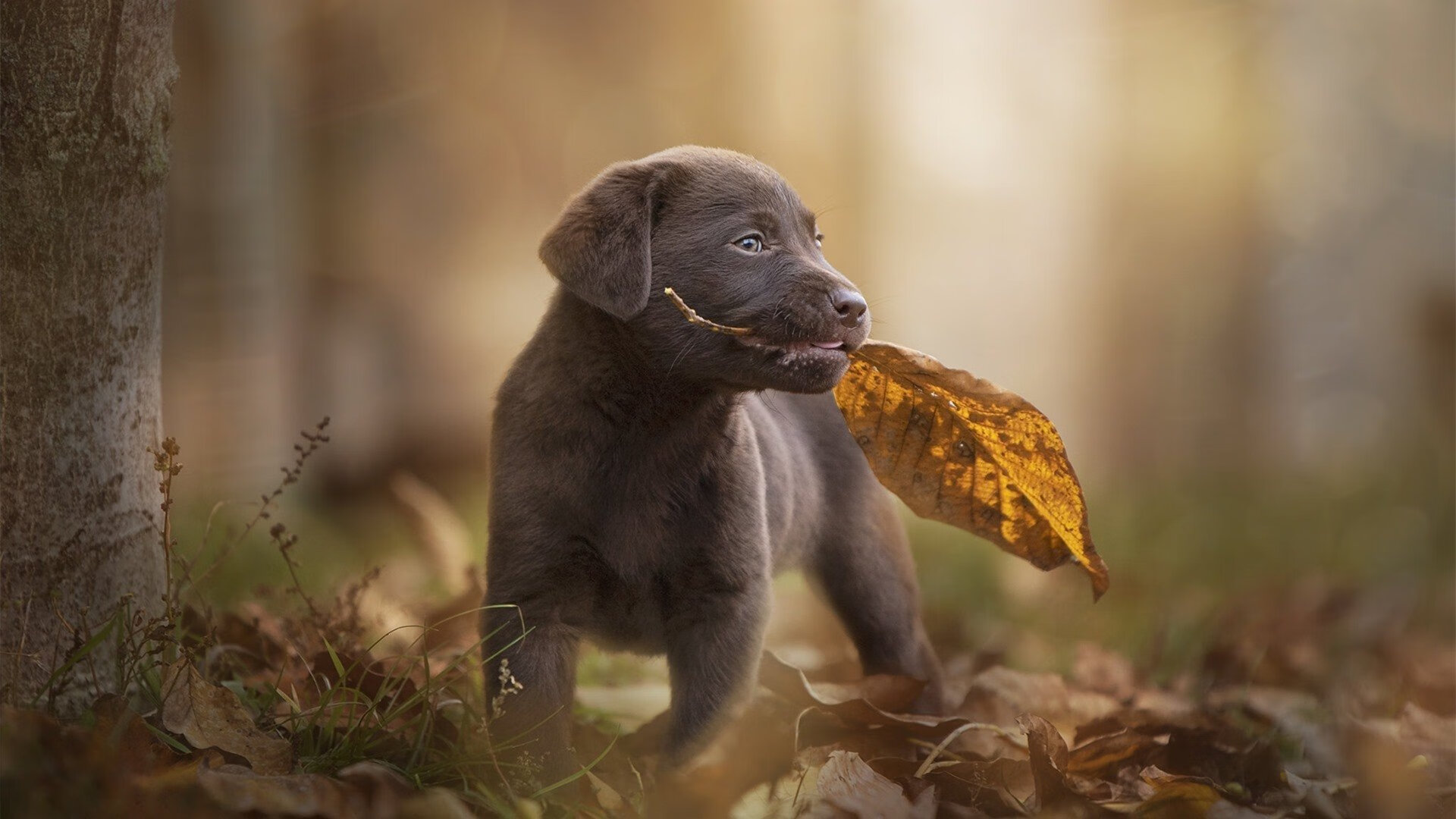 魔术绝境逆袭争冠路！乔治神兵天降独行侠