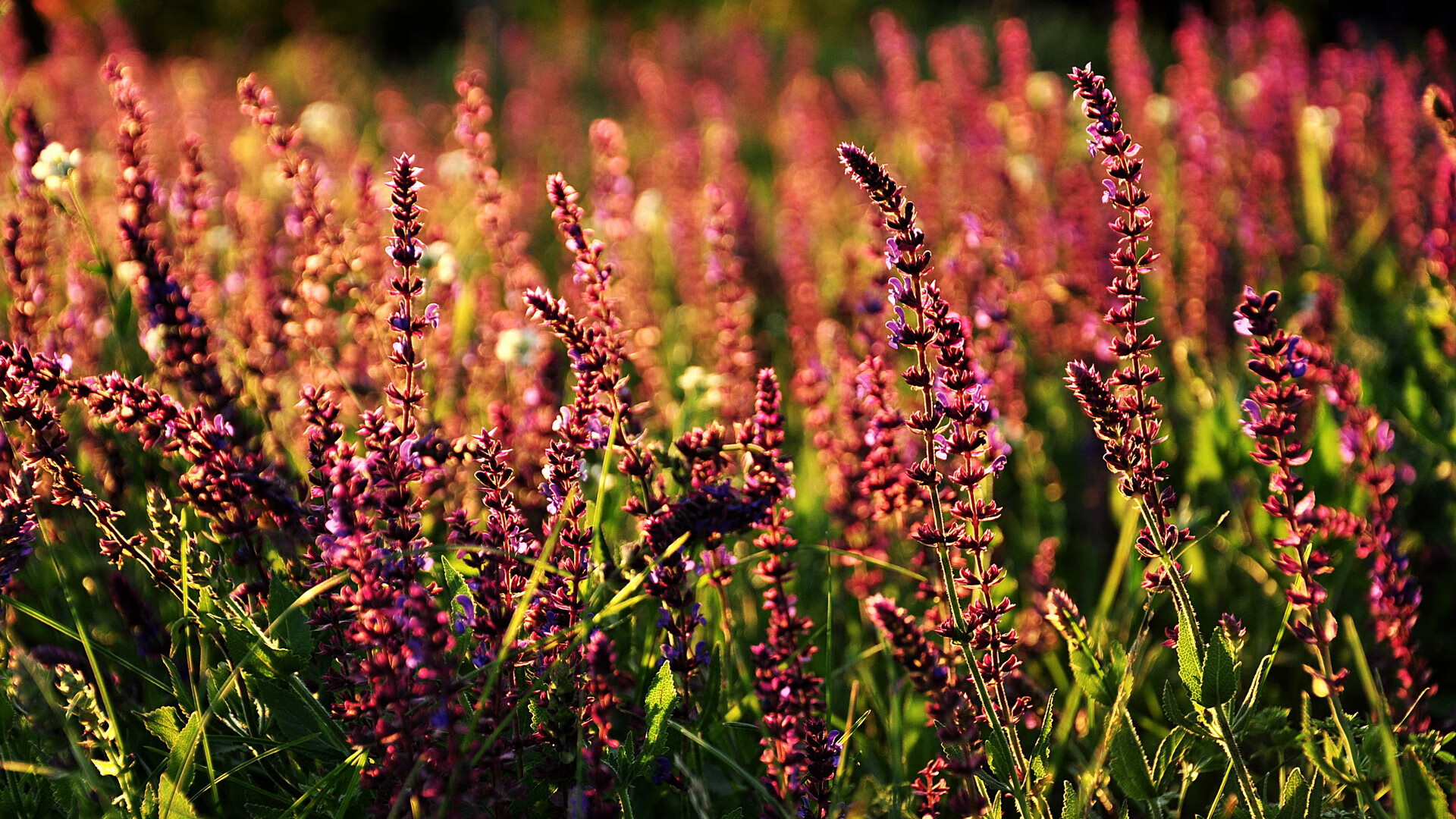 都柏林的欧冠决赛，爱尔兰如何在外交赛场绝杀芬兰