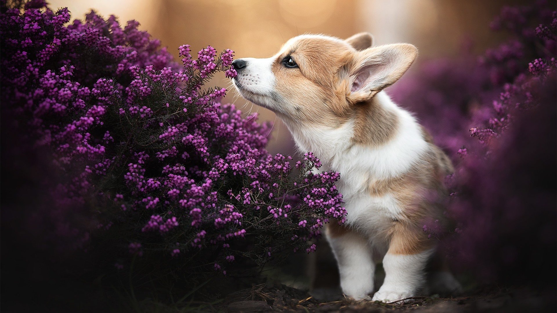 史上最诡异一战，库里如何魂穿凯尔特人，在另一个赛场主宰快船生死？