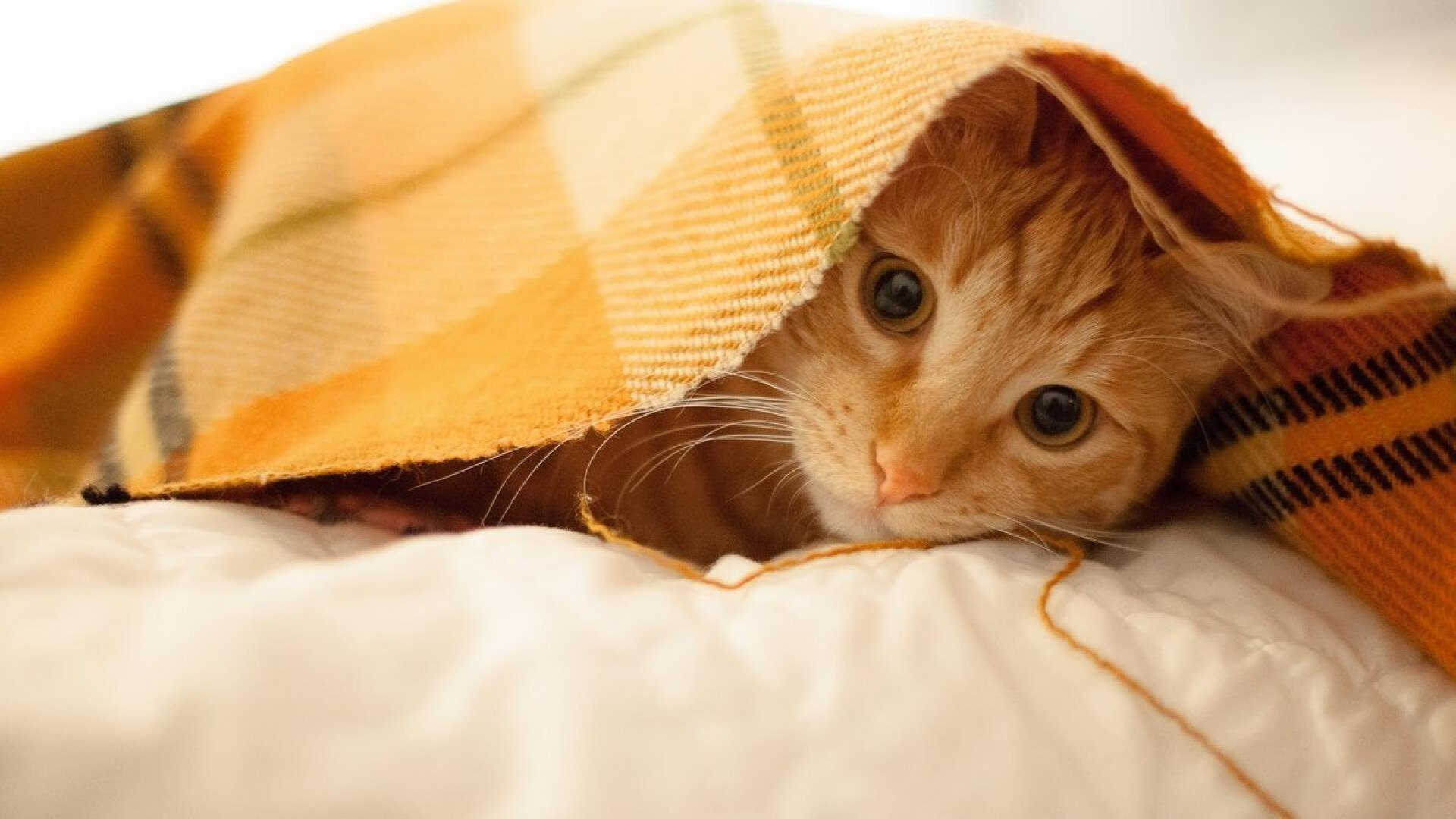 华沙血统的德式利刃，格纳布里如何让曼联沦为波兰铁骑的猎物