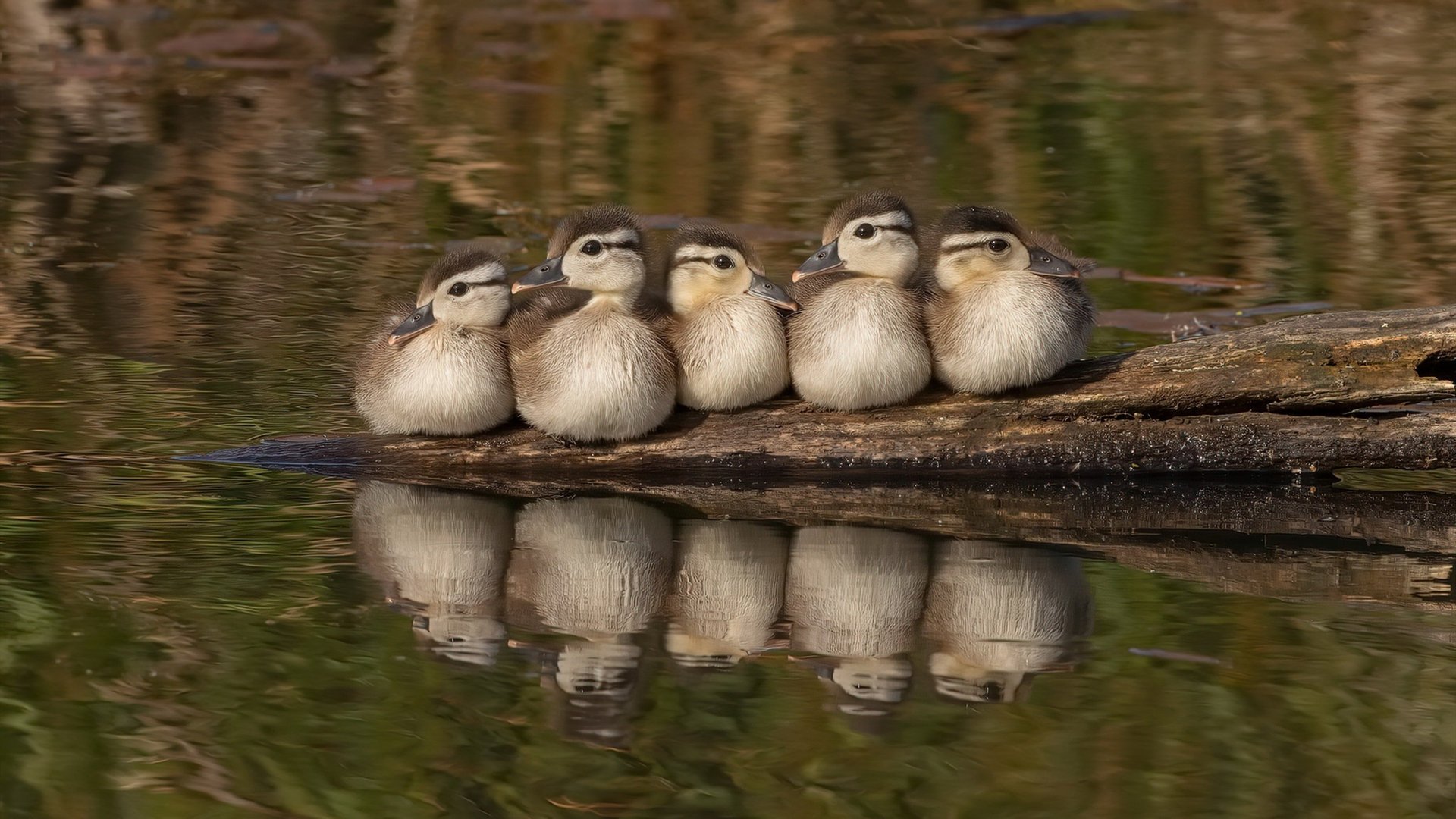 拉梅洛定律，舞台越大越强，国王主场闪电战击溃广厦