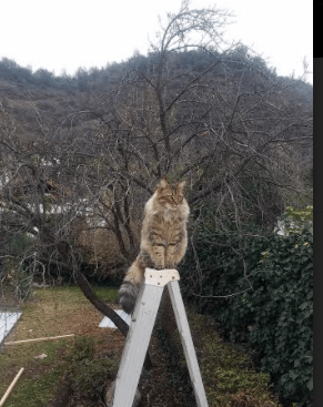 北非风暴卷碎蓝色巨舰，努涅斯暗夜独舞点亮红军—足球的戏剧性从不缺少新脚本