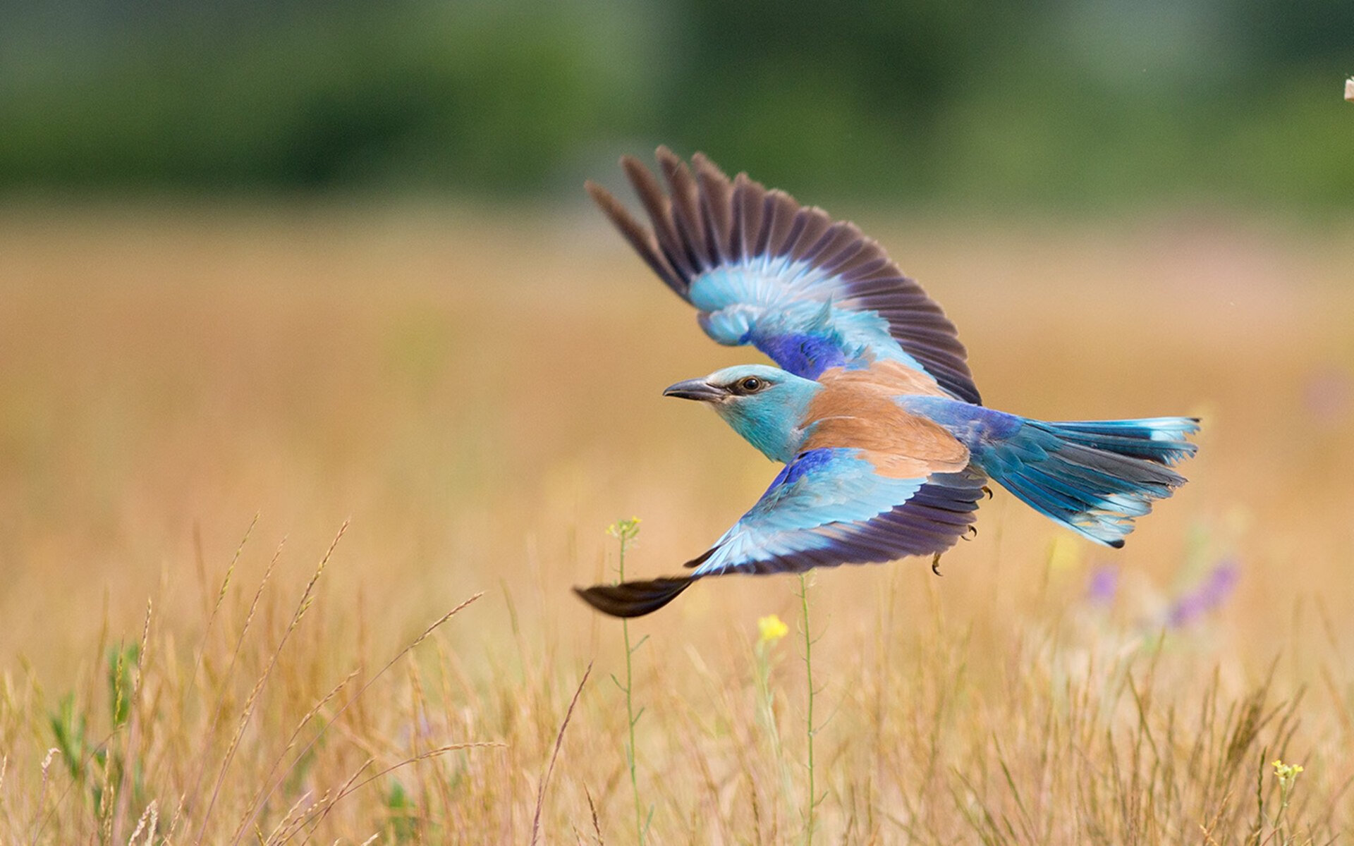 跨越太平洋的对决，当乔治点燃东方明珠，上海队火力全开压制步行者