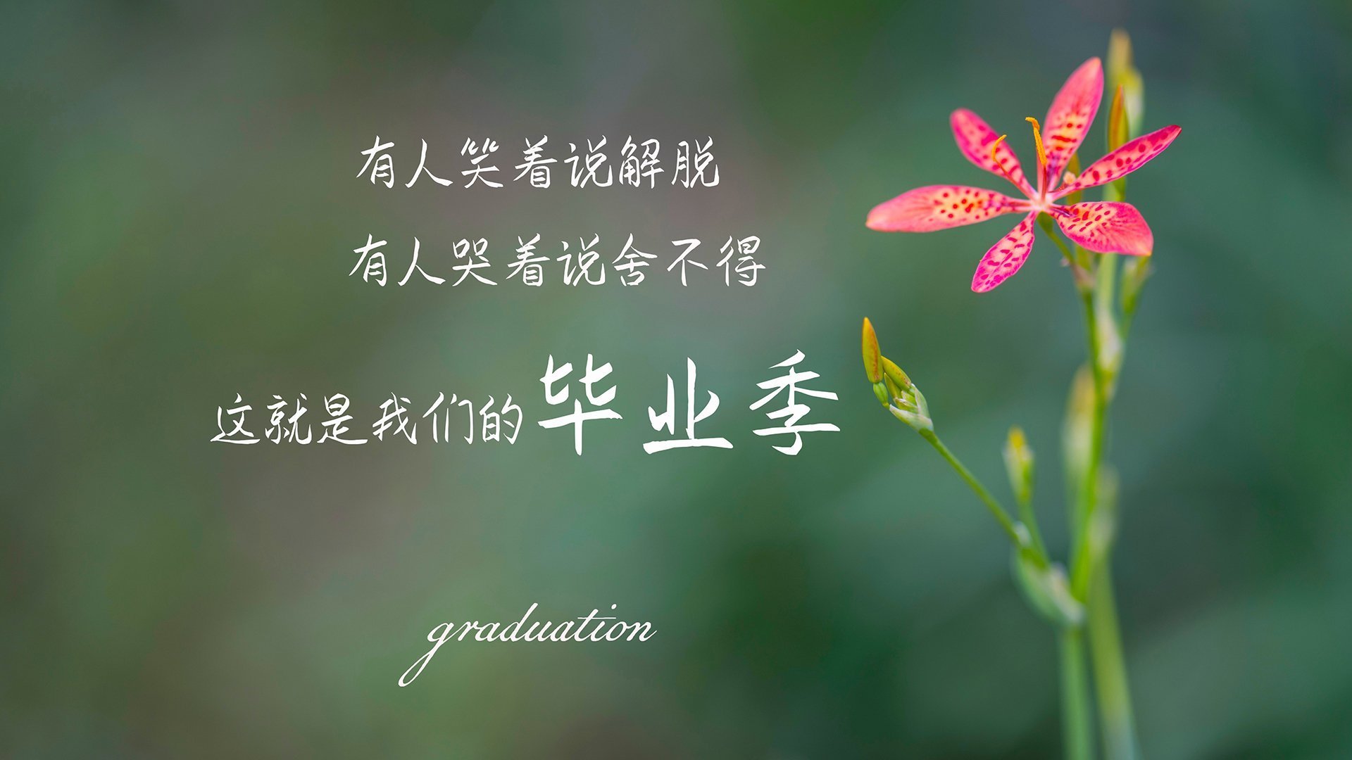沙漠之狮怒吼!摩洛哥碾压伊拉克,归化天王苏亚雷斯演绎不老神话
